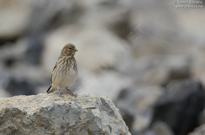 Common Linnet female adult