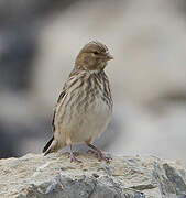 Common Linnet