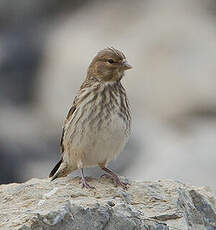 Linotte mélodieuse