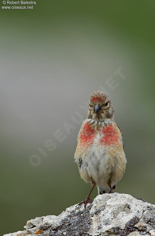 Common Linnet