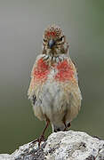 Common Linnet