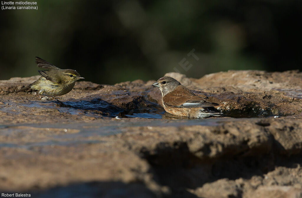 Common Linnet