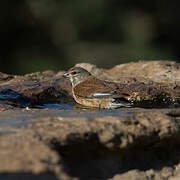 Common Linnet