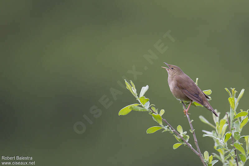 River Warbler male adult breeding, identification, song