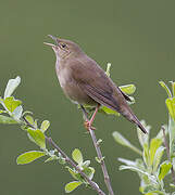 River Warbler