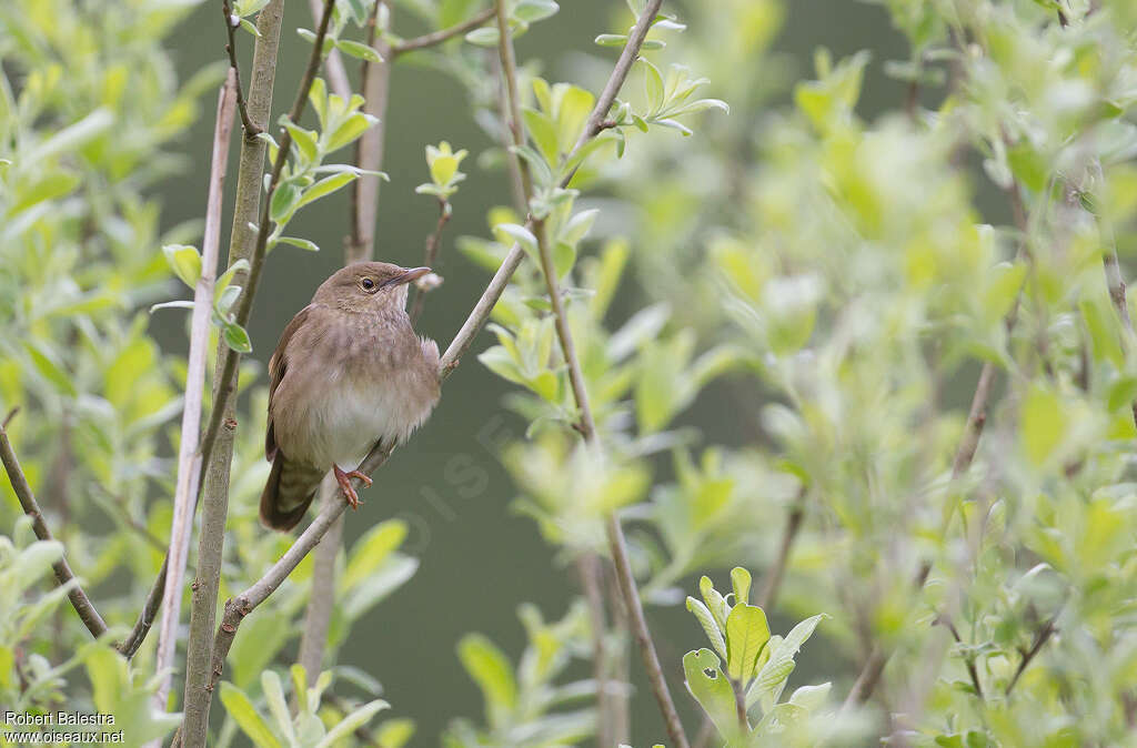 River Warbler male adult, habitat, pigmentation, song