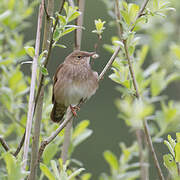 River Warbler