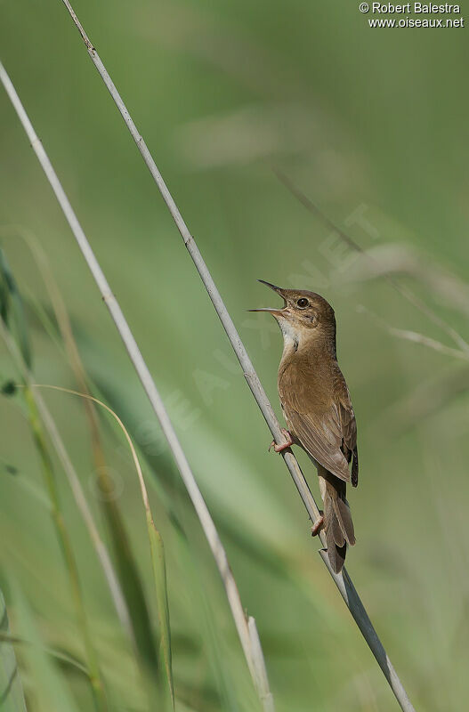 Savi's Warbler male