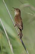 Savi's Warbler