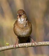 Savi's Warbler