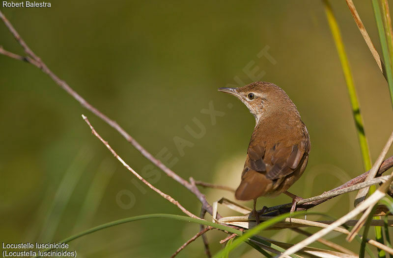 Savi's Warbler