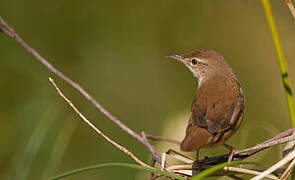 Savi's Warbler