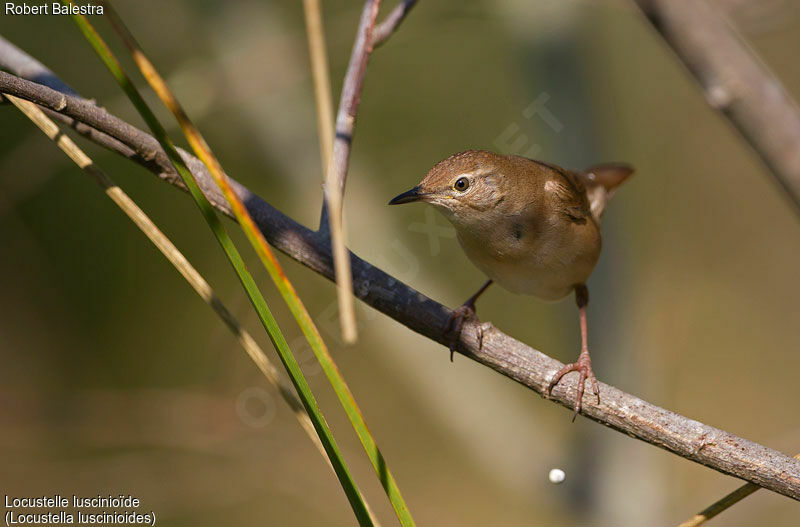 Savi's Warbler