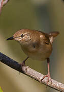 Savi's Warbler