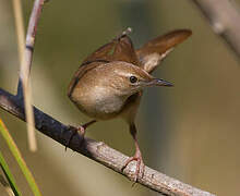 Savi's Warbler