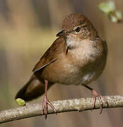 Savi's Warbler