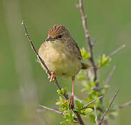 Common Grasshopper Warbler