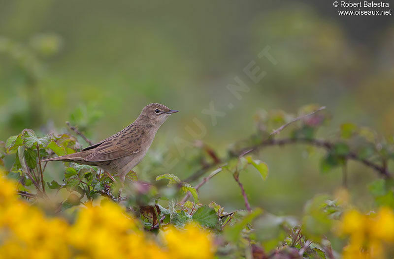 Common Grasshopper Warbler