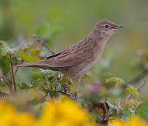 Common Grasshopper Warbler