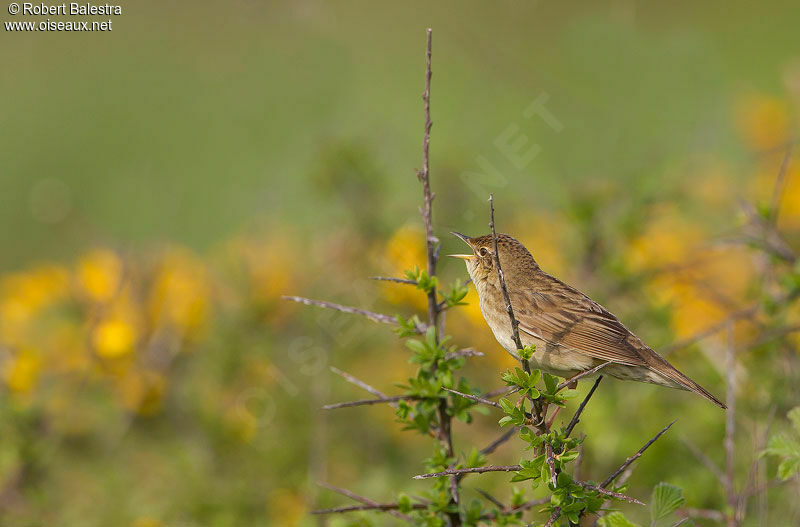 Common Grasshopper Warbler