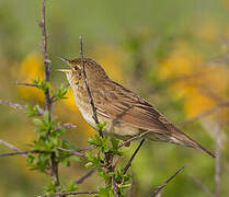 Common Grasshopper Warbler