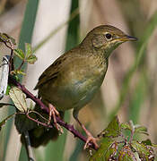 Common Grasshopper Warbler