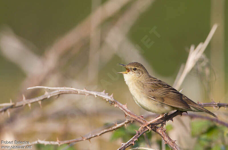 Common Grasshopper Warbler male adult breeding, song