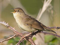 Common Grasshopper Warbler