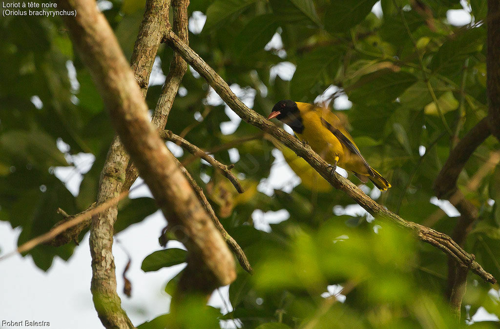 Western Oriole