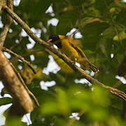 Western Oriole