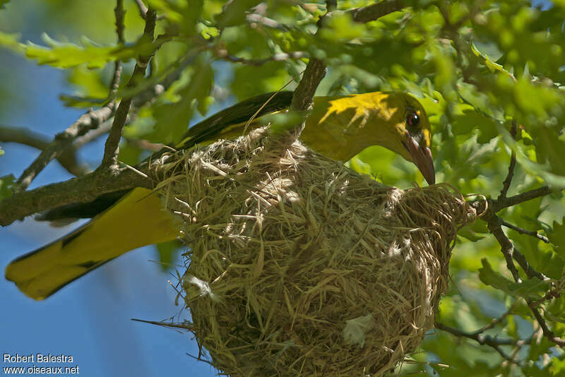 Eurasian Golden Oriole male adult, Reproduction-nesting