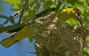 Eurasian Golden Oriole