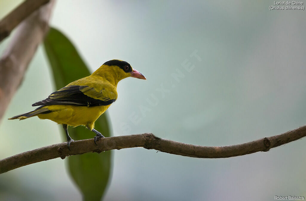 Black-naped Oriole