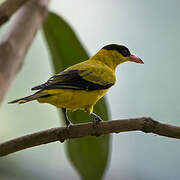 Black-naped Oriole