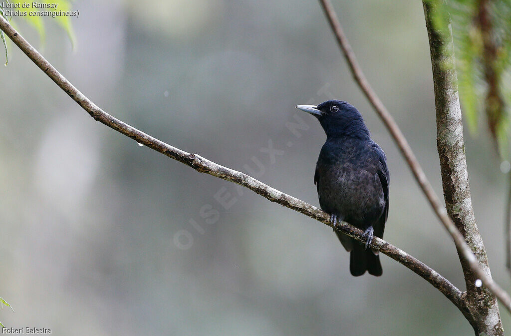 Black-and-crimson Oriole female adult, identification