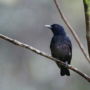 Black-and-crimson Oriole