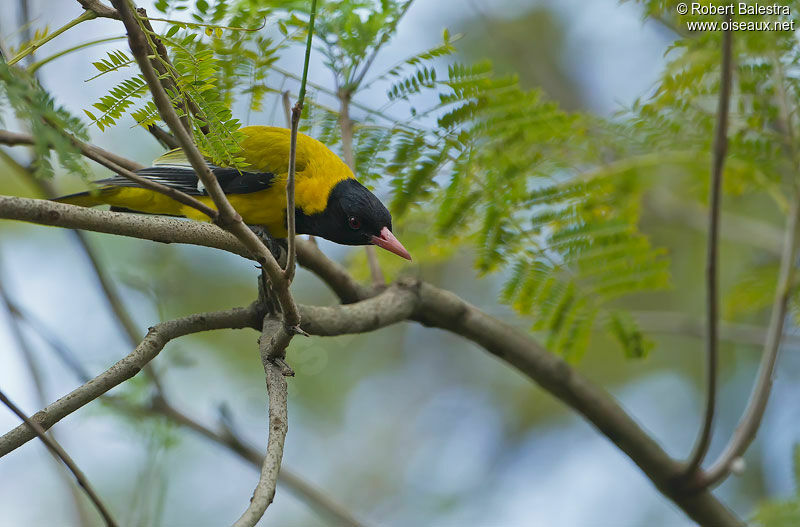 Black-headed Orioleadult