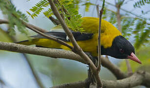 Black-headed Oriole