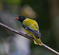 Ethiopian Oriole