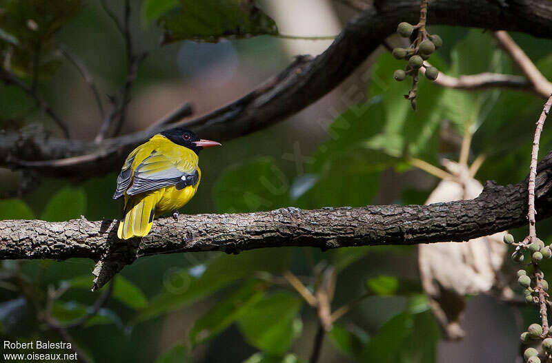 Loriot moineadulte, identification