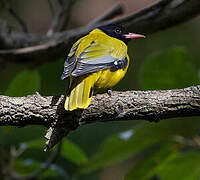 Ethiopian Oriole