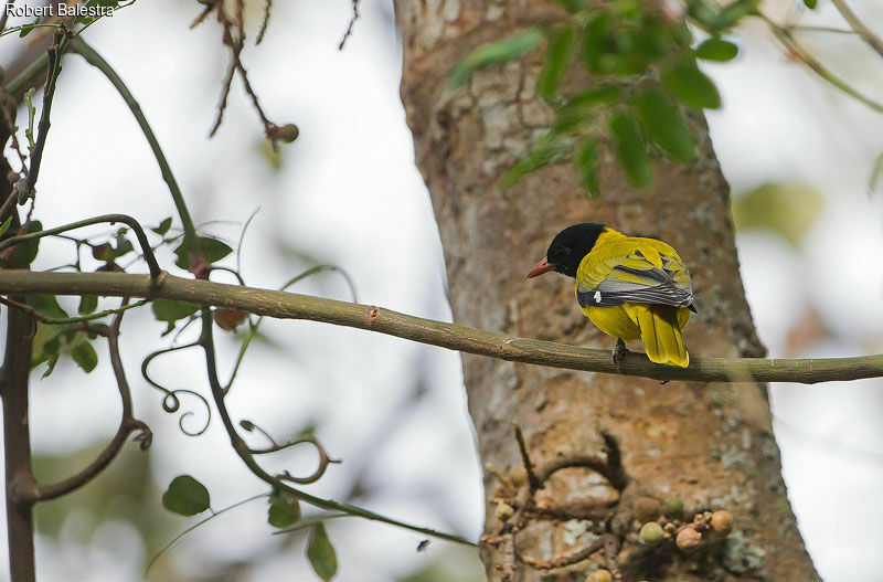 Ethiopian Oriole