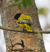 Ethiopian Oriole