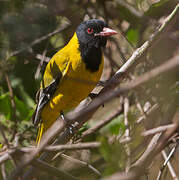 Ethiopian Oriole