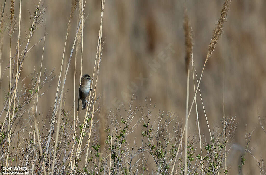 Moustached Warbleradult, habitat