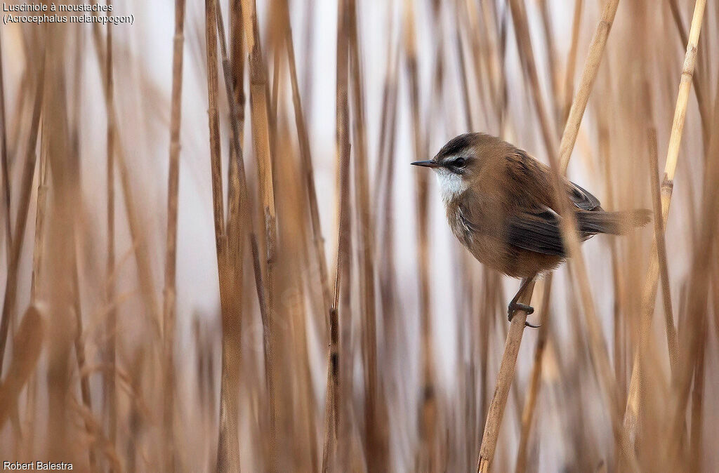 Moustached Warbler