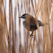 Moustached Warbler