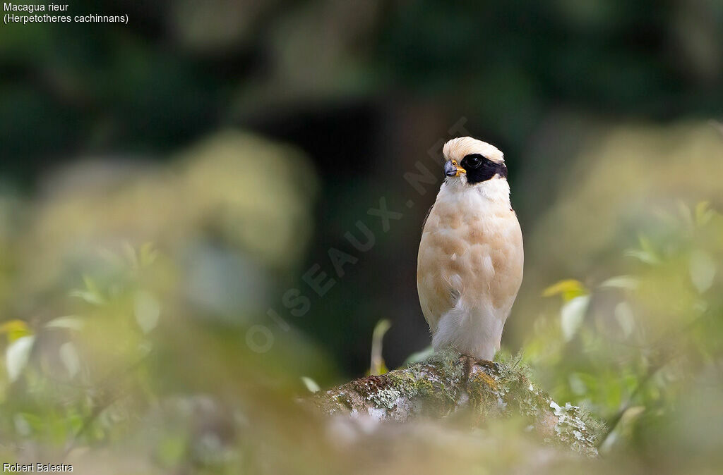 Laughing Falcon