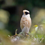 Laughing Falcon