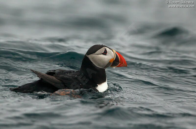 Atlantic Puffin